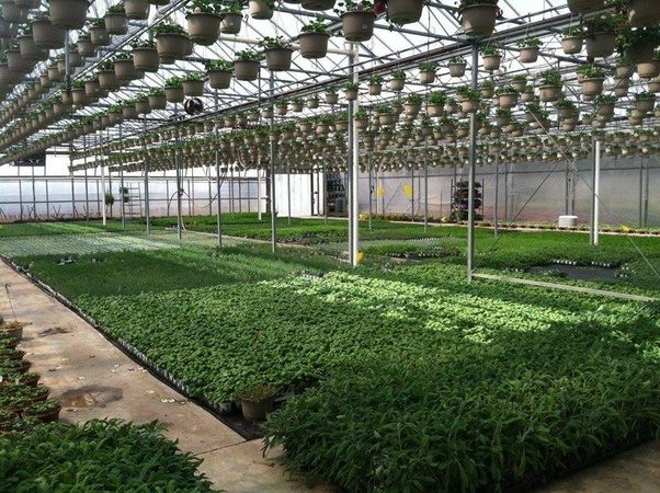 Có nên lắp đặt Camera Bình Dương cho vườn hoa lan?